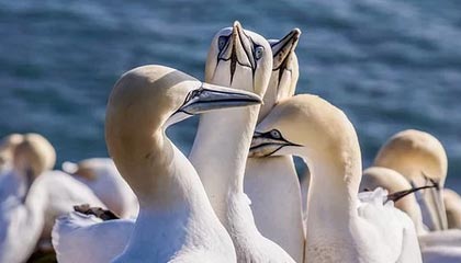 日本政坛右转加速，中日关系或迎新一轮风暴