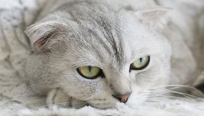 张口就是5万吨，中国甩出巨额订单不到24小时，加拿大省长急了，第一时间宣布：未来几周将访华