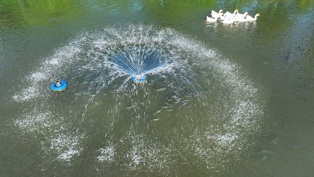 农妇荒塘内开挖养鱼被控罪，免于刑事处罚也很冤